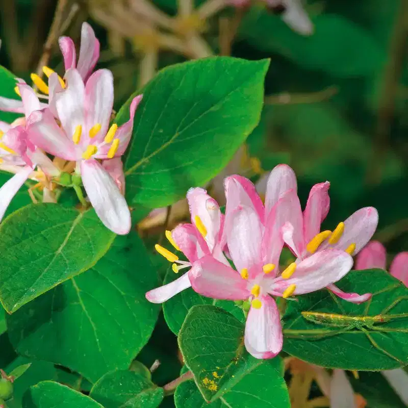 Van Zyverden Honeysuckle Root Pink