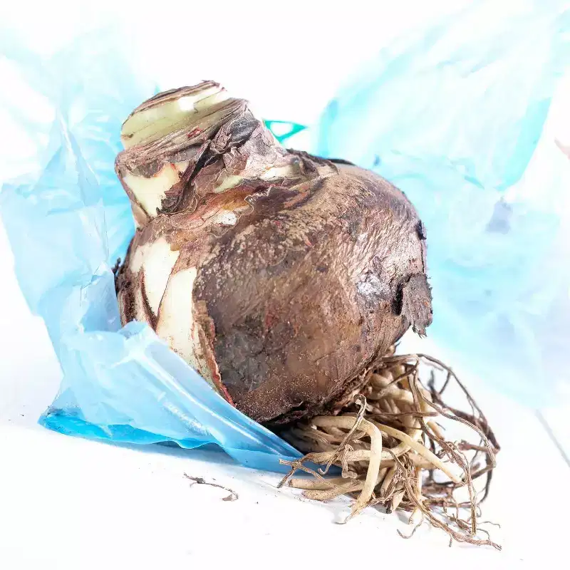 Van Zyverden Amaryllis Bulb Kit Sweet Valentine with Artisan Decorative Planter