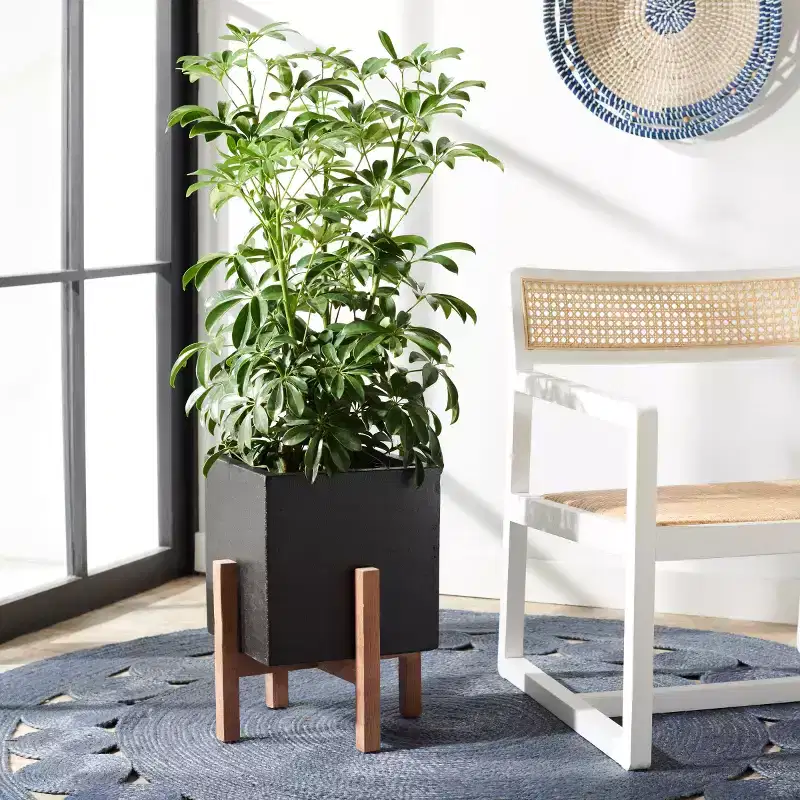 Borsla Planter - Indoor/Outdoor - PAT1512 - Safavieh