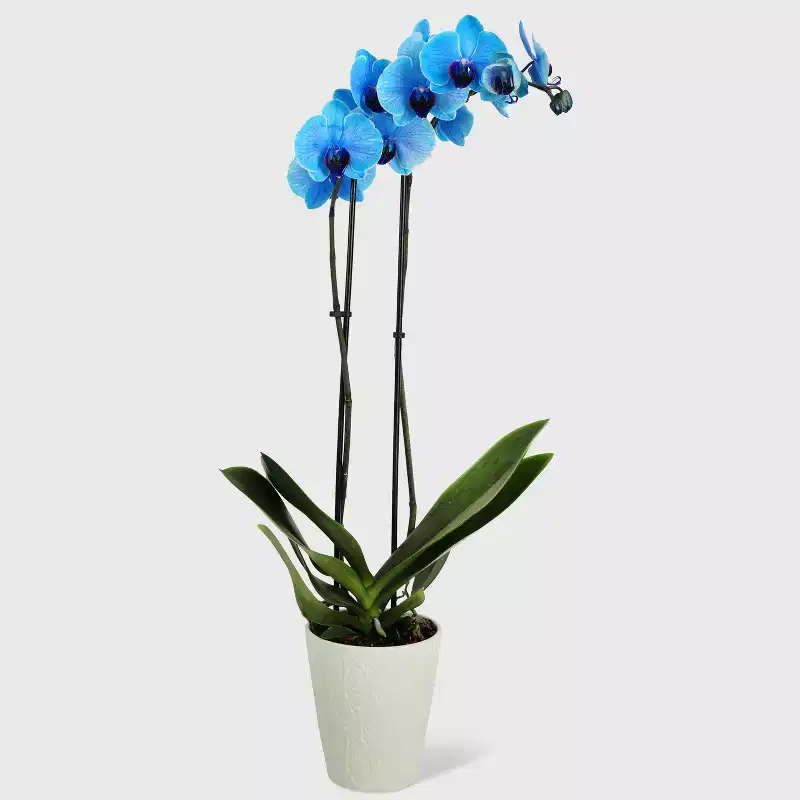 Live 5" Blue Watercolor Orchid in Decorative Planter Pot - Good Little Garden™