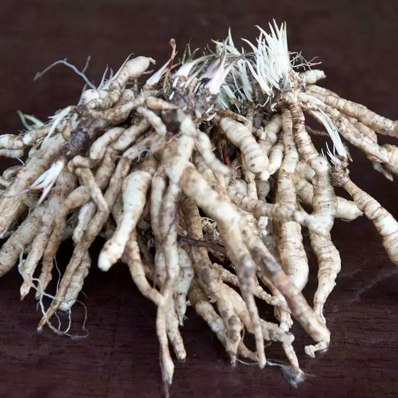 Van Zyverden 3ct Tall Phlox Mixed Roots