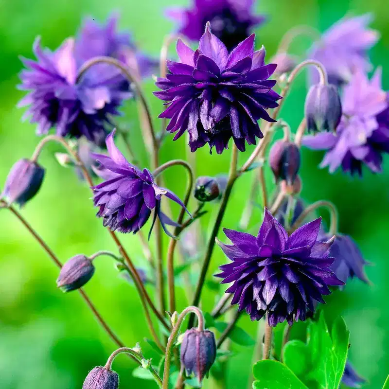 Van Zyverden 5ct Roots Aquilegia Columbine Blue Barlow