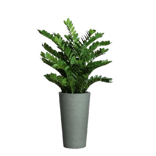 Zamifolia In Tall  Grey Pot.