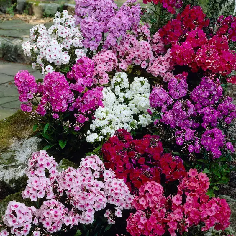 Van Zyverden 3ct Tall Phlox Mixed Roots