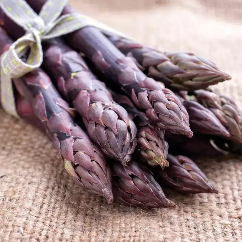 Van Zyverden 12ct Roots Asparagus Purple Passion