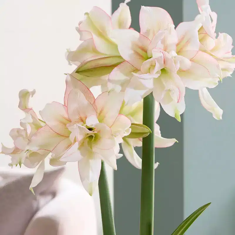 Van Zyverden Fast Track Amaryllis Bulb Kit Impatient with XL Artisan Decorative Planter