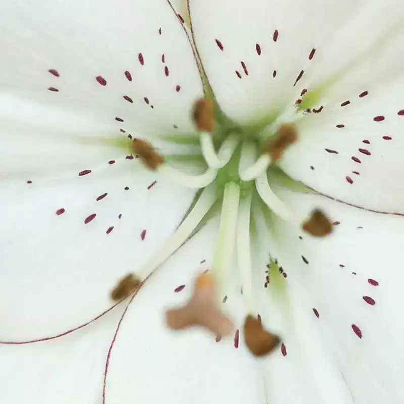 Van Zyverden 7ct 'Eyeliner' Lily Bulb White