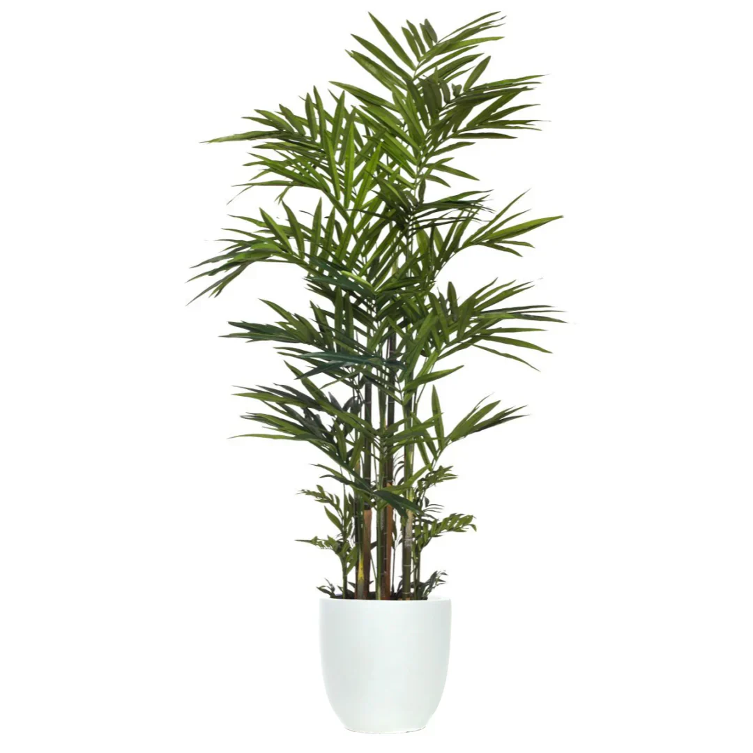 Palm Kentia Deluxe 9'