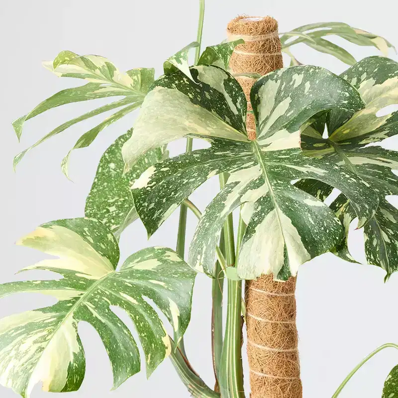 Live 8" Thai Constellation Monstera Houseplant - Good Little Garden™