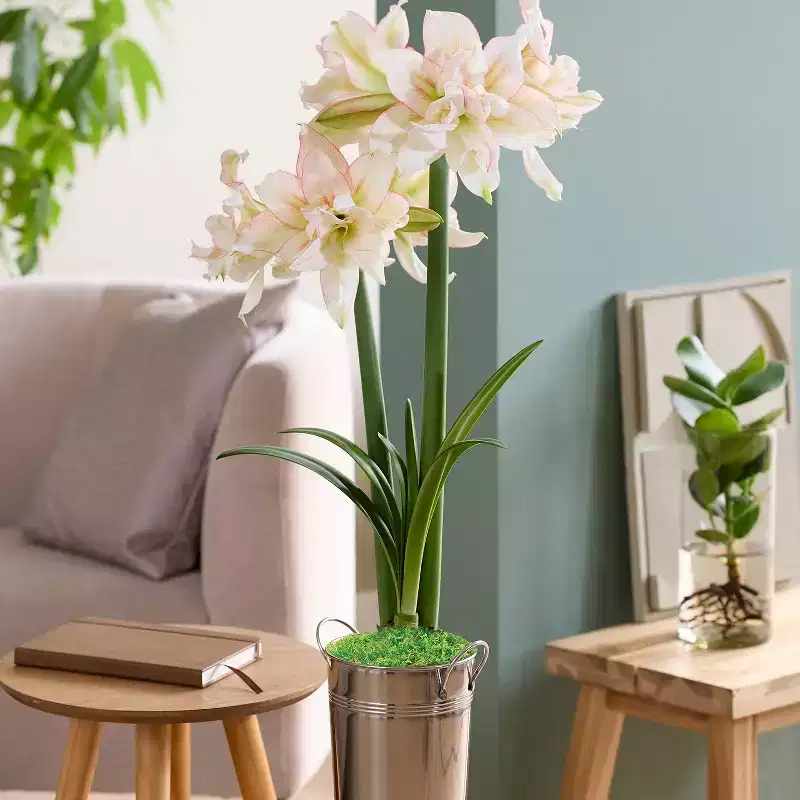 Van Zyverden Fast Track Amaryllis Bulb Kit Impatient with XL Artisan Decorative Planter