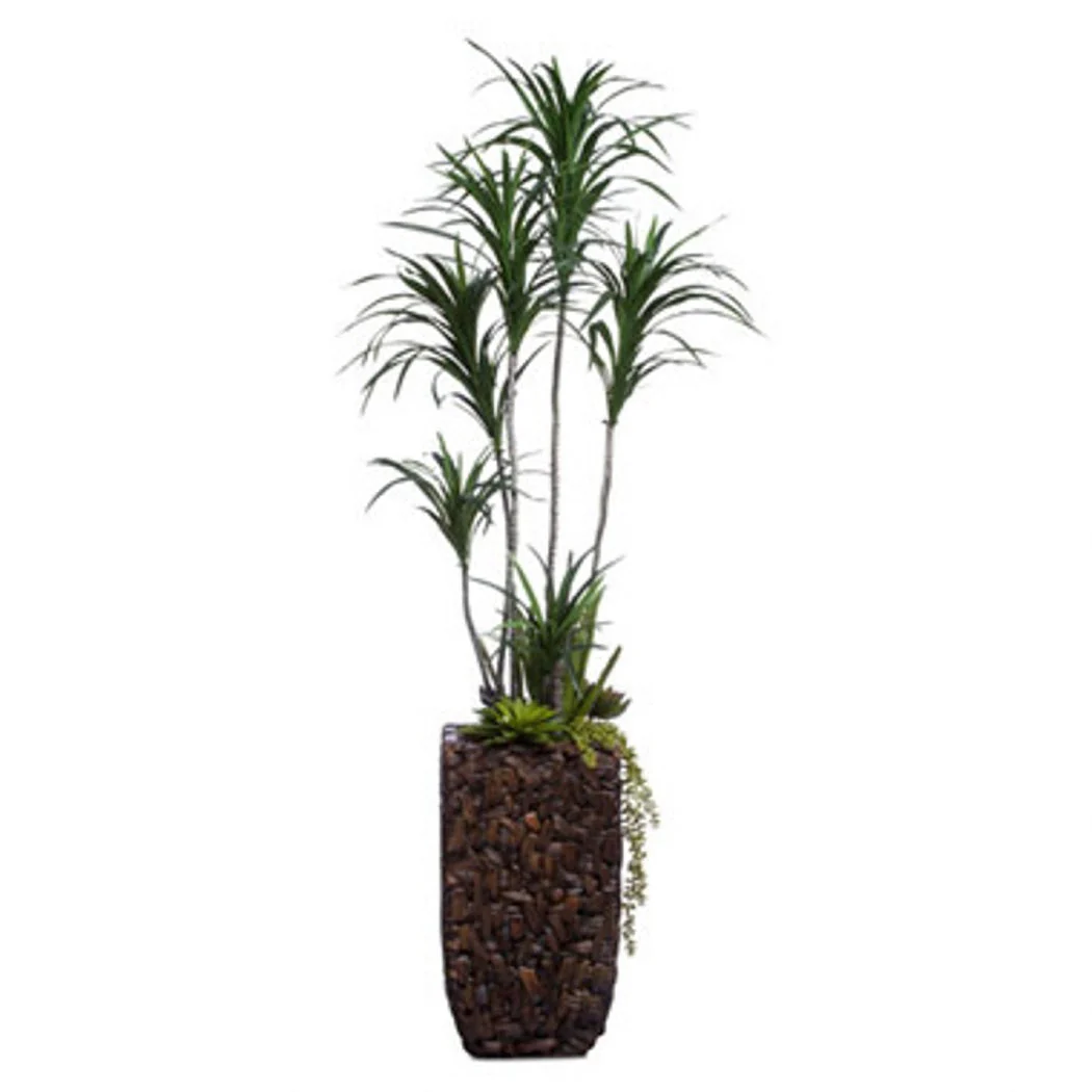 Dracena Combo in Bac Bac 64