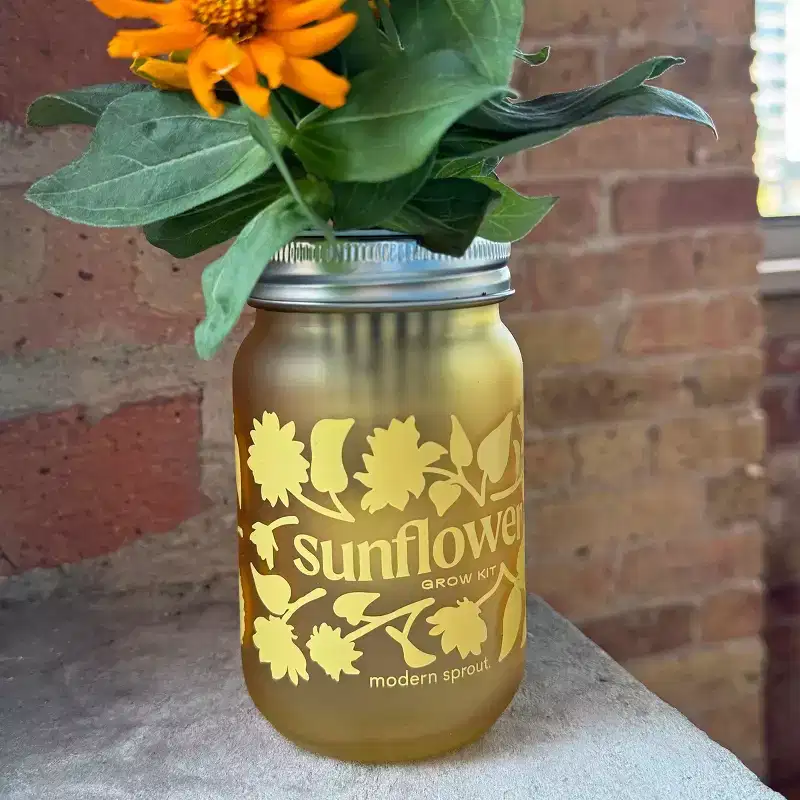 Modern Sprout Sunflower Yellow Pint Jar Grow Kit