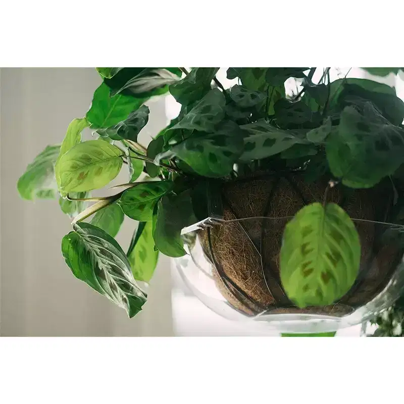 Curtis Wagner Plastics Hanging Basket Drip Pan, Clear, 12-14in