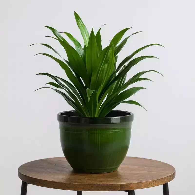 Gardener's Select Madison Planter, Green Drip, 15in