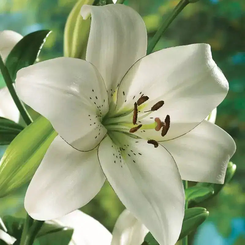 Van Zyverden 7ct 'Eyeliner' Lily Bulb White