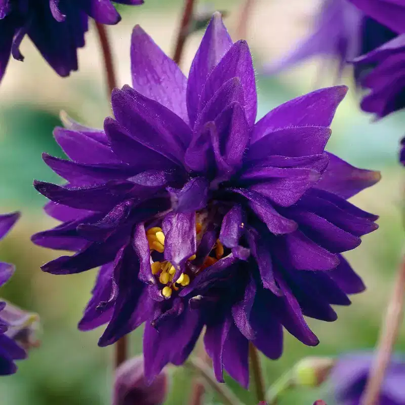 Van Zyverden 5ct Roots Aquilegia Columbine Blue Barlow