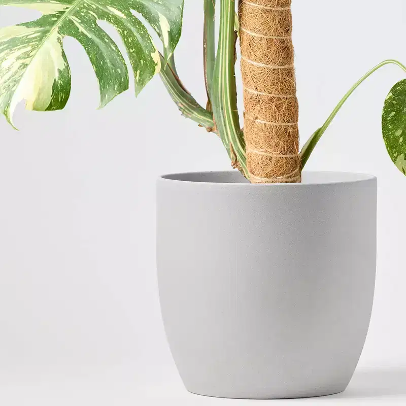 Live 8" Thai Constellation Monstera Houseplant - Good Little Garden™