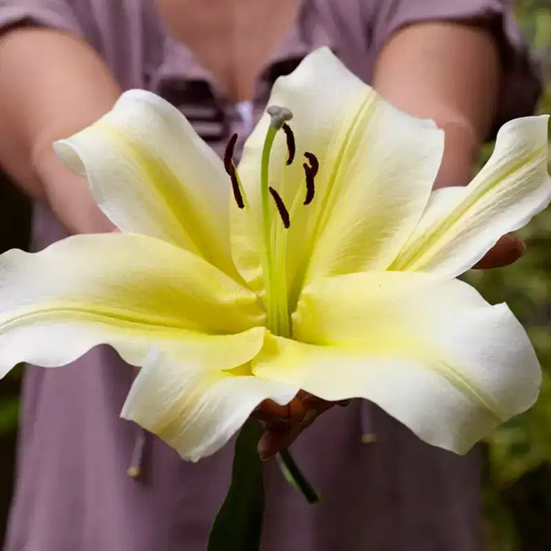Van Zyverden 7ct Lilies Big Brother Bulbs