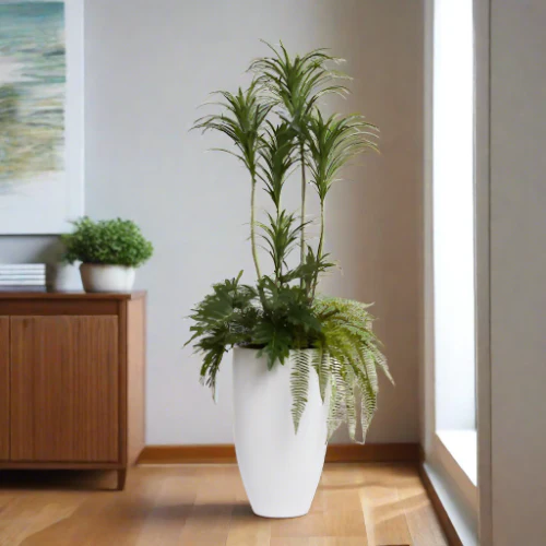 5.5' DRACENA COMBINATION IN TALL WHITE POT