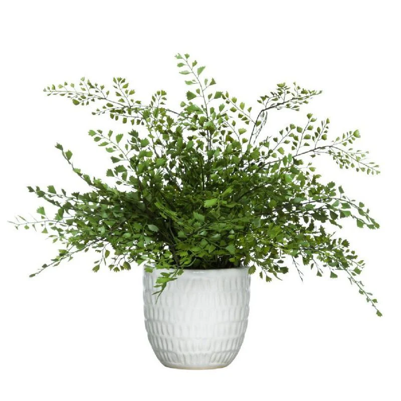 MAIDEN HAIR FERN IN WHITE