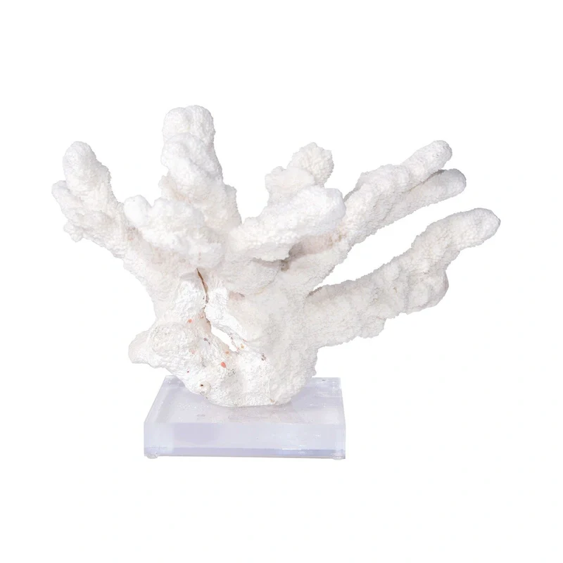 Catspaw Coral 12-15 Inch On Acrylic Base