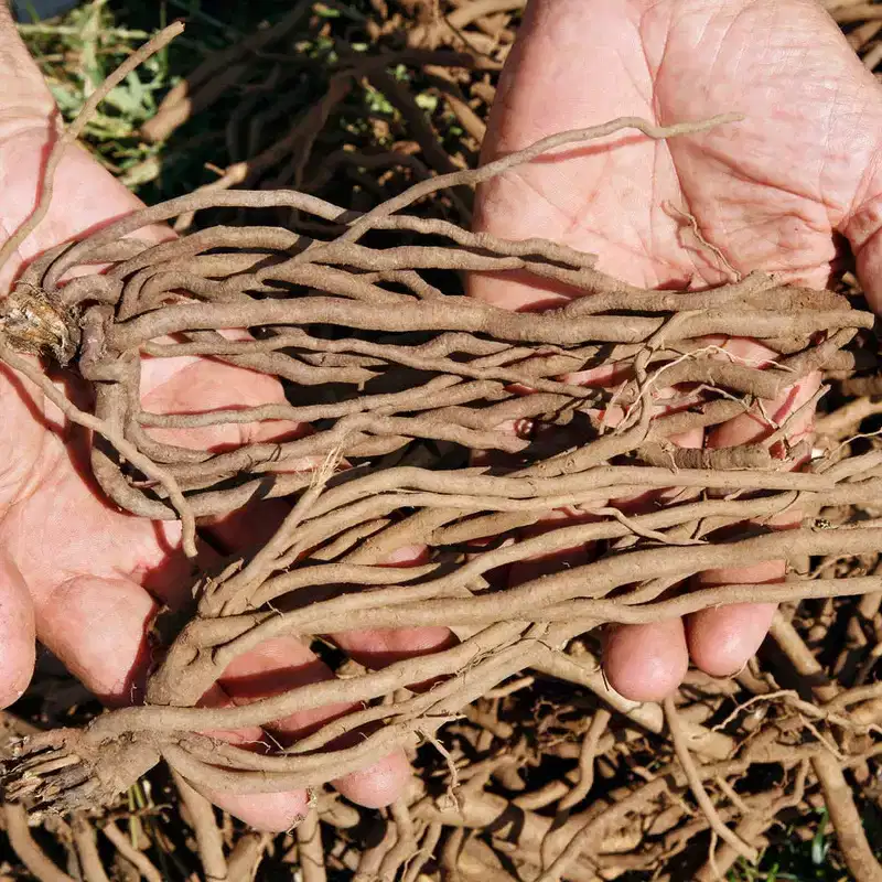 Van Zyverden 12ct Roots Asparagus Purple Passion