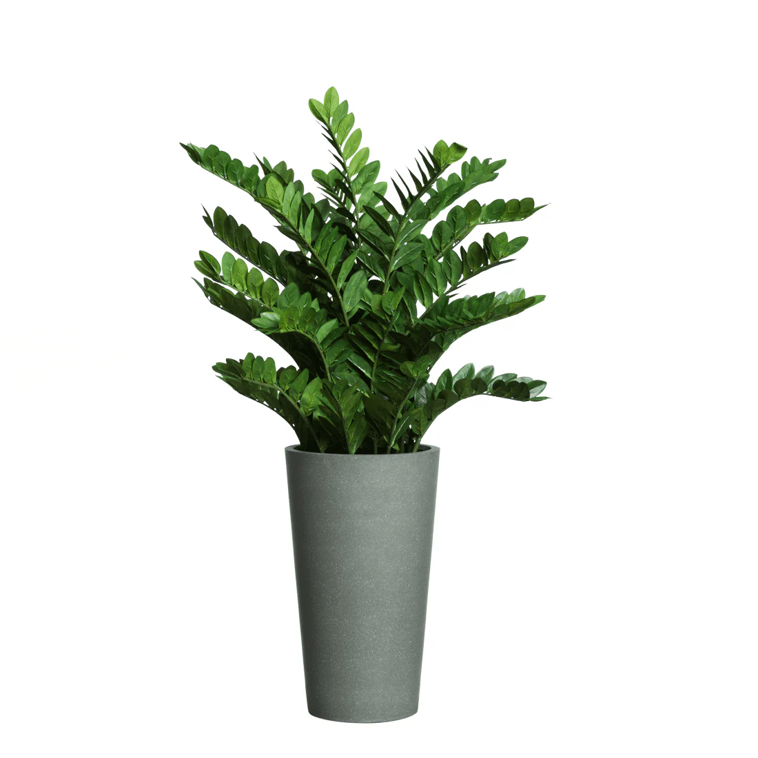 Zamifolia In Tall  Grey Pot.