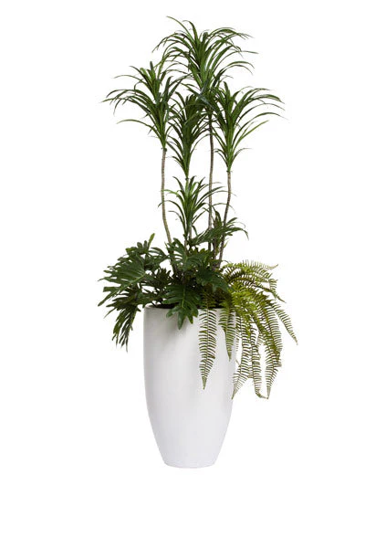 5.5' DRACENA COMBINATION IN TALL WHITE POT