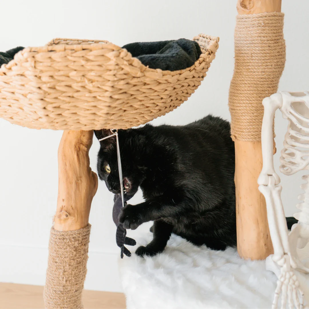Limited Edition Halloween Pom-Poms