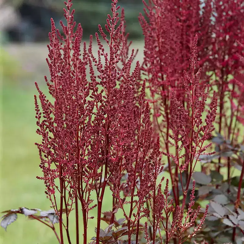 Van Zyverden 3ct Astilbe Mighty Chocolate Cherry Roots