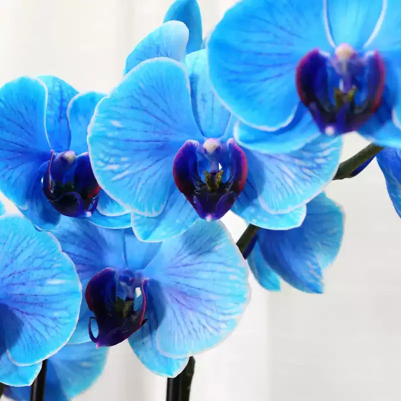 Live 5" Blue Watercolor Orchid in Decorative Planter Pot - Good Little Garden™