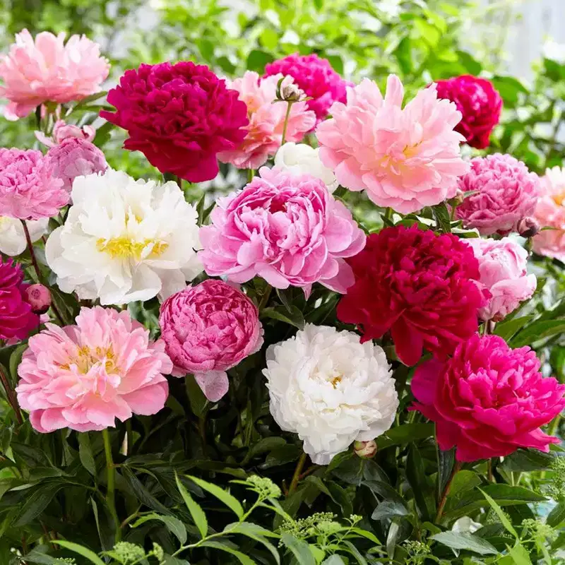Van Zyverden 3ct Peonies Mammoth Sized Roots Blend Bulbs