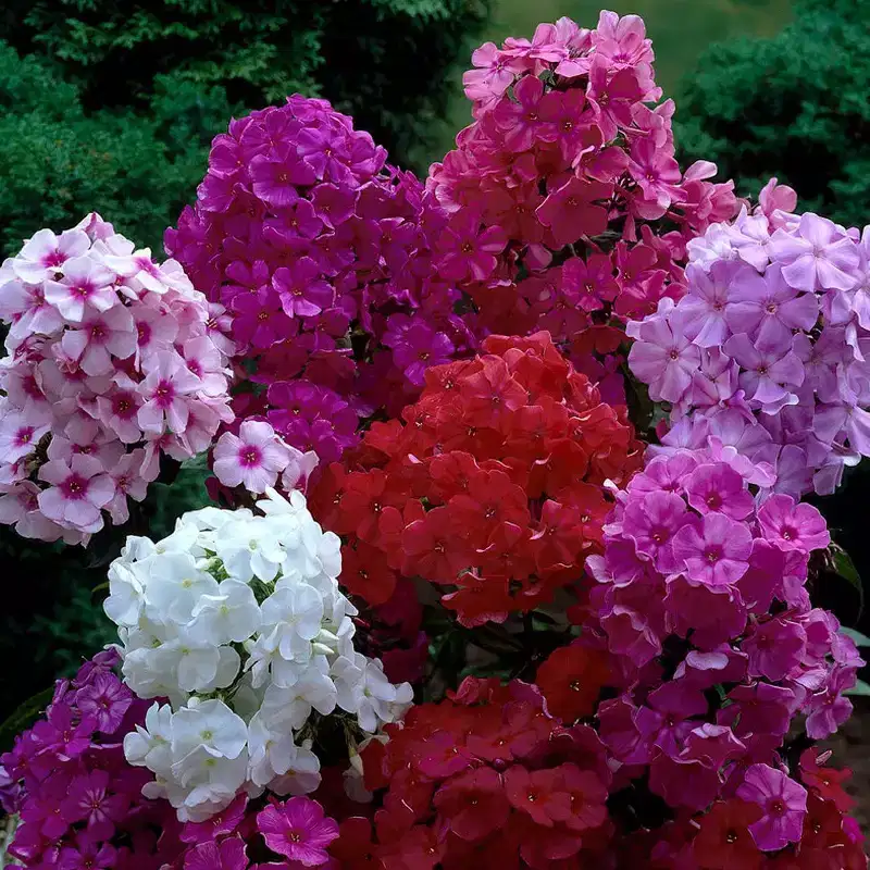 Van Zyverden 3ct Tall Phlox Mixed Roots