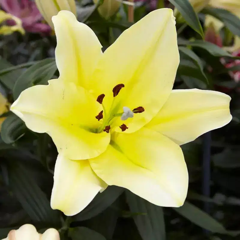 Van Zyverden 7ct Lilies Big Brother Bulbs