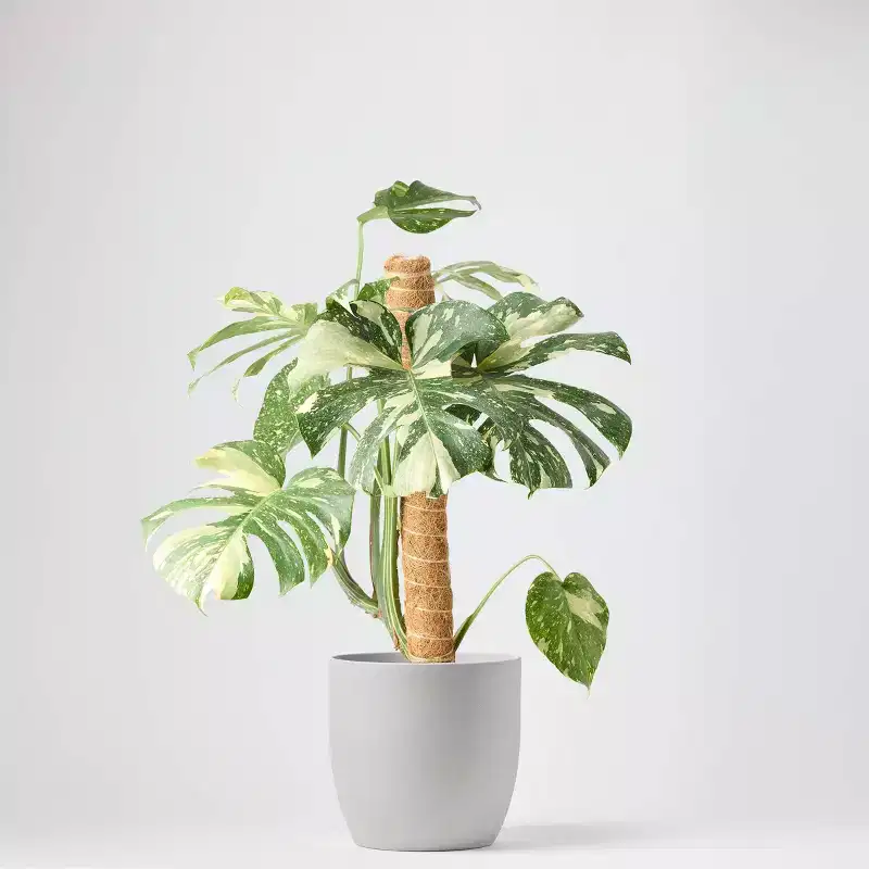 Live 8" Thai Constellation Monstera Houseplant - Good Little Garden™