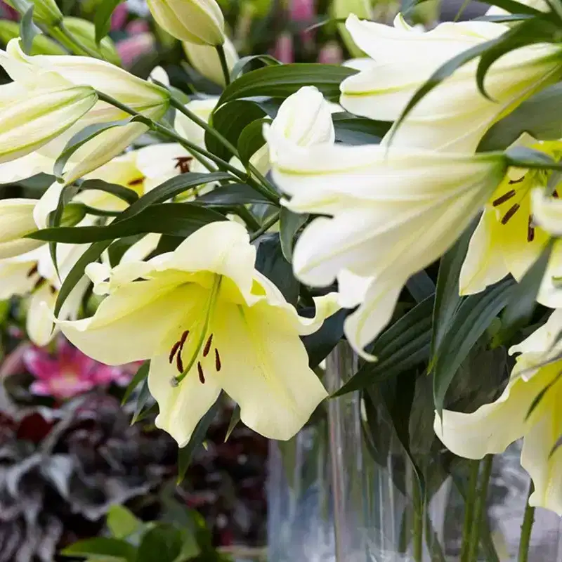 Van Zyverden 7ct Lilies Big Brother Bulbs