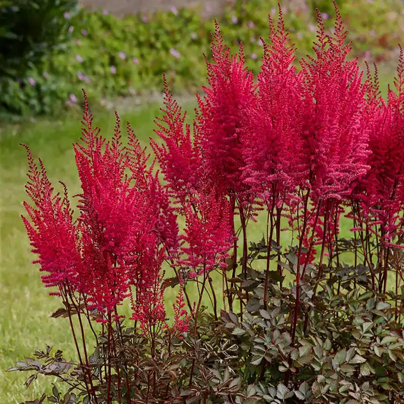 Van Zyverden 3ct Astilbe Mighty Chocolate Cherry Roots