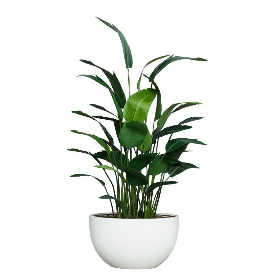 8' DELUXE TRAVELERS PALM IN WHITE OVAL