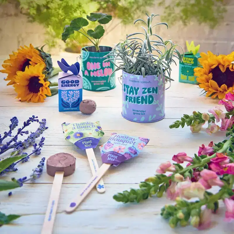 Modern Sprout Mixed Arrangements Good Energy Seed Bomb