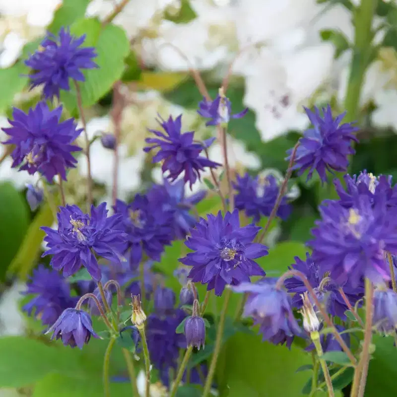 Van Zyverden 5ct Roots Aquilegia Columbine Blue Barlow