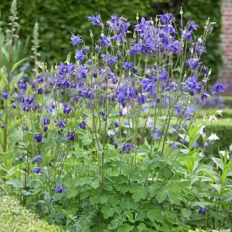 Van Zyverden 5ct Roots Aquilegia Columbine Blue Barlow