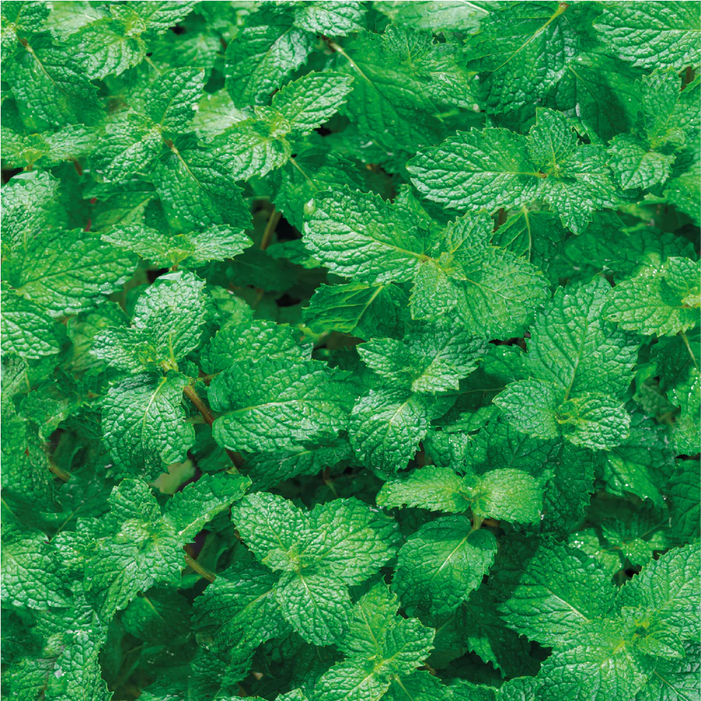 Newest RELX WALA Mirror 4500 Puffs