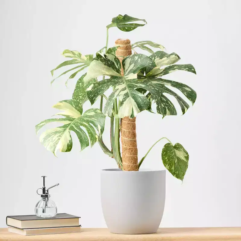 Live 8" Thai Constellation Monstera Houseplant - Good Little Garden™