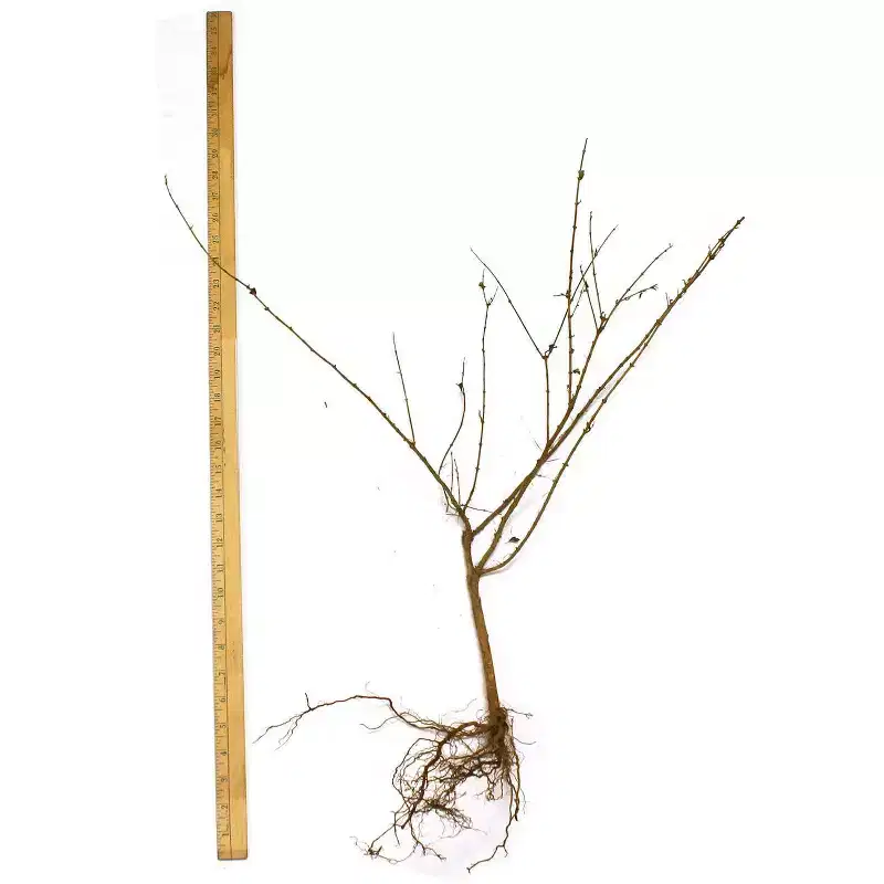 Van Zyverden Honeysuckle Root Pink