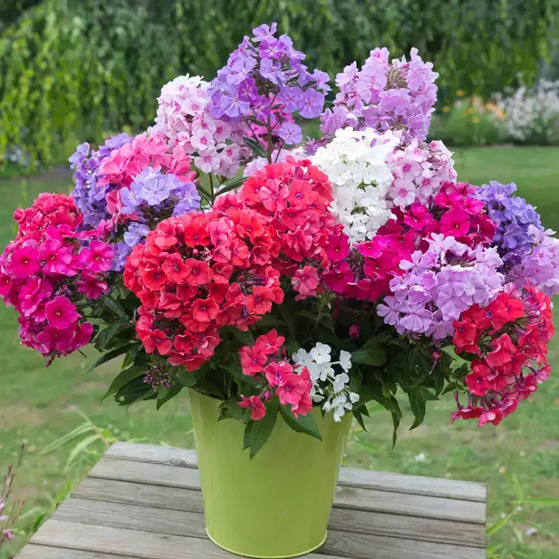 Van Zyverden 3ct Tall Phlox Mixed Roots