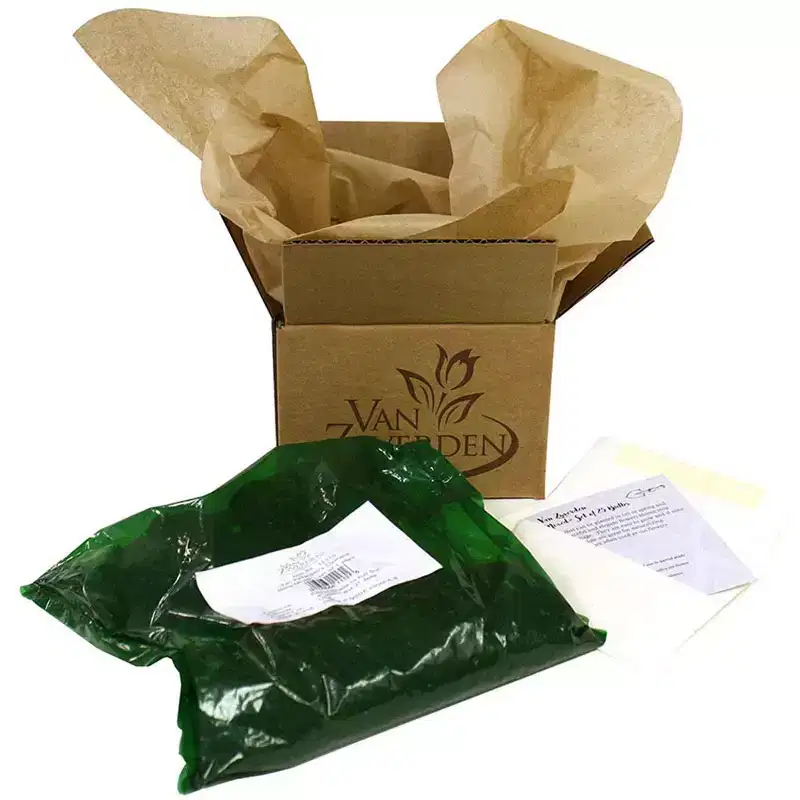 Van Zyverden 7ct Lilies Big Brother Bulbs