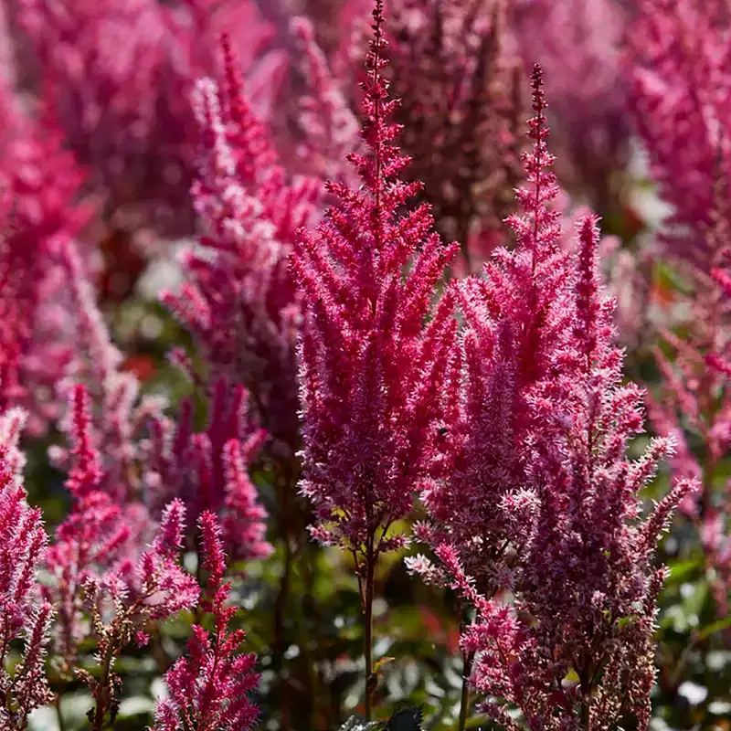 Van Zyverden 3ct Astilbe Mighty Chocolate Cherry Roots