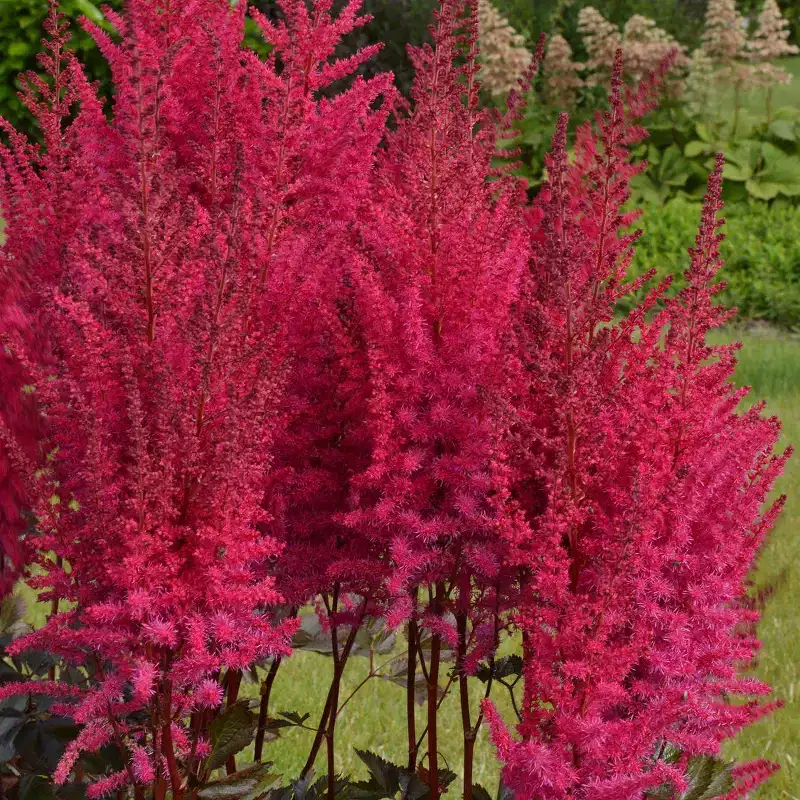 Van Zyverden 3ct Astilbe Mighty Chocolate Cherry Roots