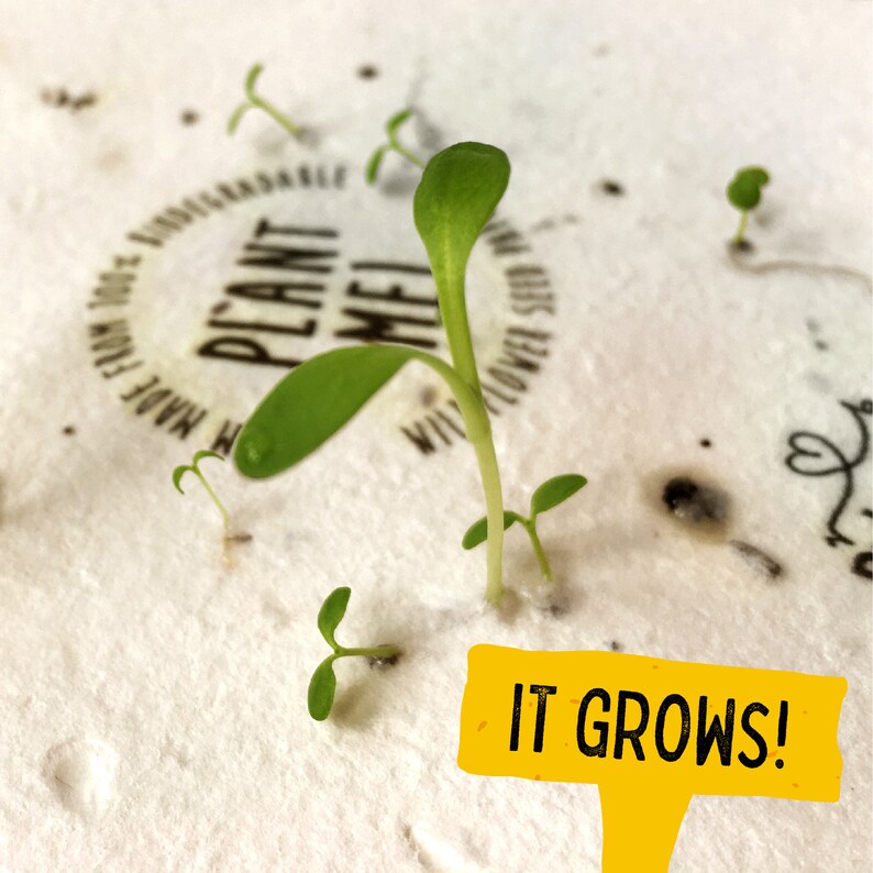 🎁Mother's Day Sale 49% OFF💌Plantable Flower Seed Paper Mother's Day Card