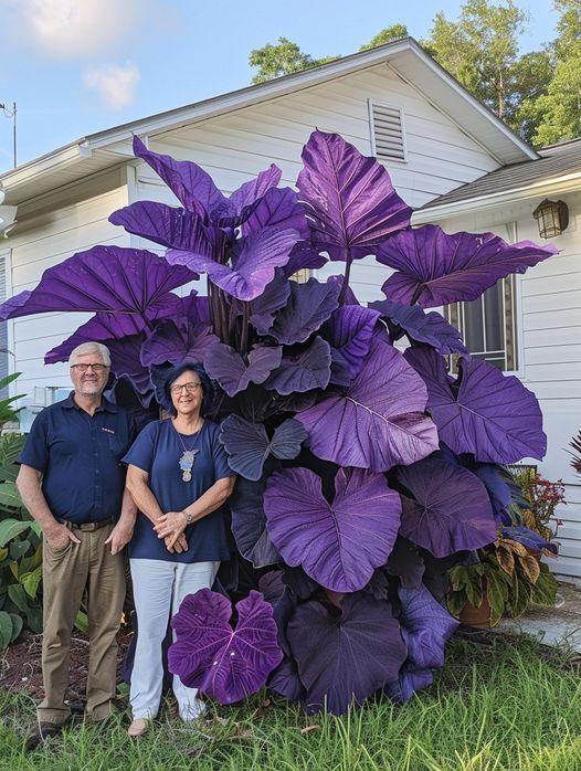 🔥Last Day Clearance 47% OFF💝Rare Heirloom Giant Purple Red Hosta Seeds